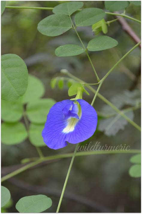 We have generated a list of the best flowers that attract butterflies…both nectar sources and butterfly host plants. 3 Top Medicinal Uses Of Aparajita | Butterfly Pea | Bunga ...
