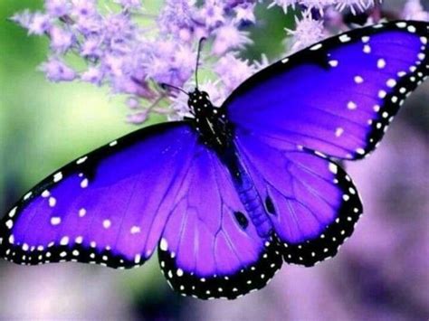 Purple Butterfly Amazing Most Beautiful Butterfly Beautiful