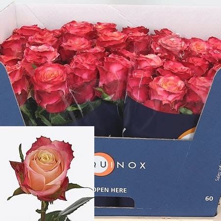 Rose Mai Tai Cm Wholesale Dutch Flowers Florist Supplies Uk