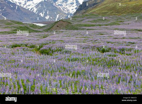Iceland Lupins Hi Res Stock Photography And Images Alamy