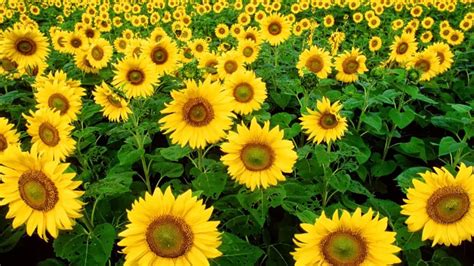 All Hot Informations Download Yellow Sunflower Hd
