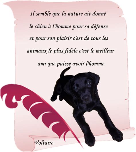 Poeme Sur Le Chien Et L Homme Chien Nouvelles