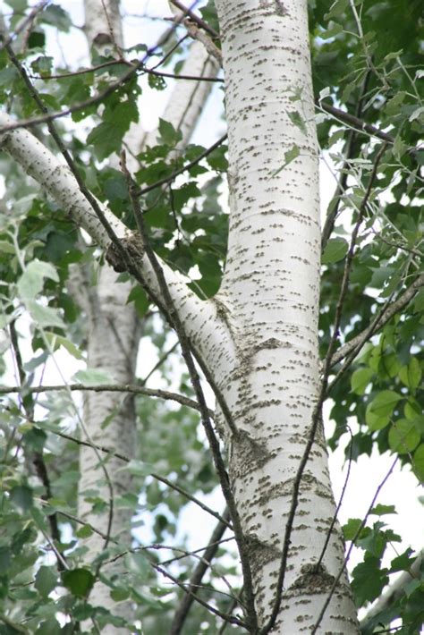 White Poplar Tree Bark