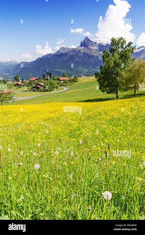 Field Of Yellow Buttercup Flowers Overlooked By The French Alps Near