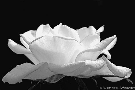 Black And White Photography White Rose Fine Art Print White