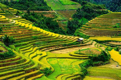 Rice Fields On Terraced Of Mu Cang Chai Vietnam 1402483 Stock Photo