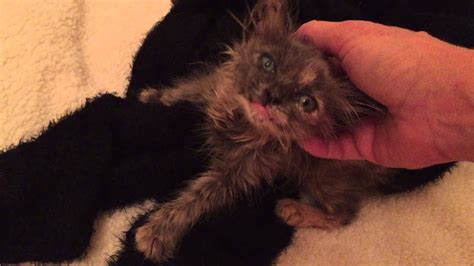 Baby Ava Kitten With Cleft Palate Has Something To Say Youtube
