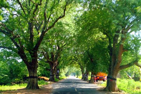 Tamarind Trees Lining A Roadway In Tamil Nadu India