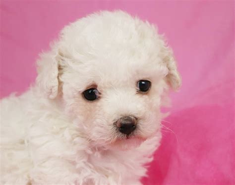 Free Photo Bichon Frise Puppy Animal Cute Dog Free Download Jooinn