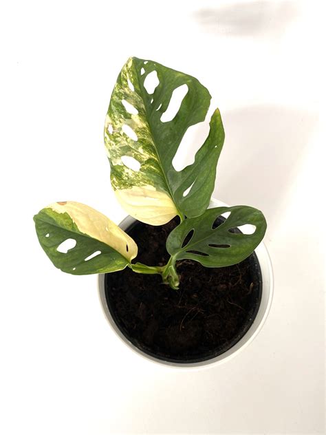 Care tips may cause allergies, skin irritation. Monstera Adansonii Variegata | Planting Inc.
