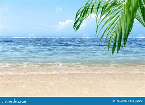 Sandy Beach With Green Palm Leaf And Blue Ocean View Stock Image