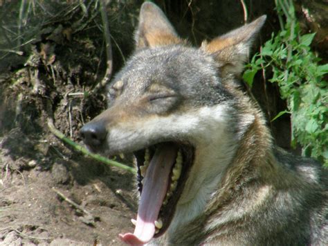 Filewolf Wikimedia Commons