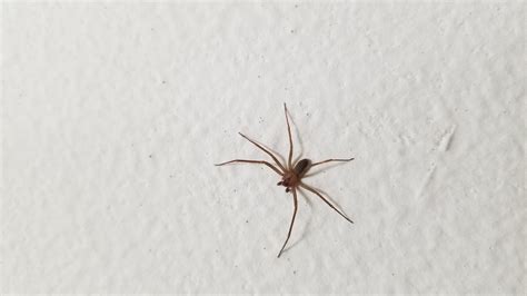 Six Legged Brown Recluse In West Texas Spiders