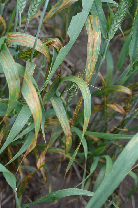 Bacterial Streak and Black Chaff of Wheat | Crop Protection Network