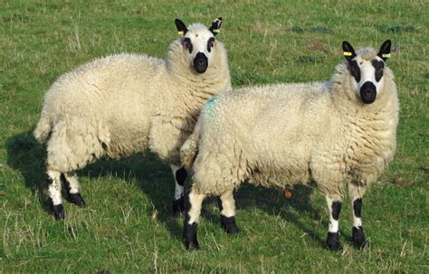 Kerry Hill Sheep At Elsham © David Wright Cc By Sa20 Geograph