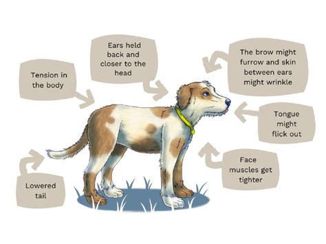 Signs Your Dog Is Feeling Anxious Dogs Trust