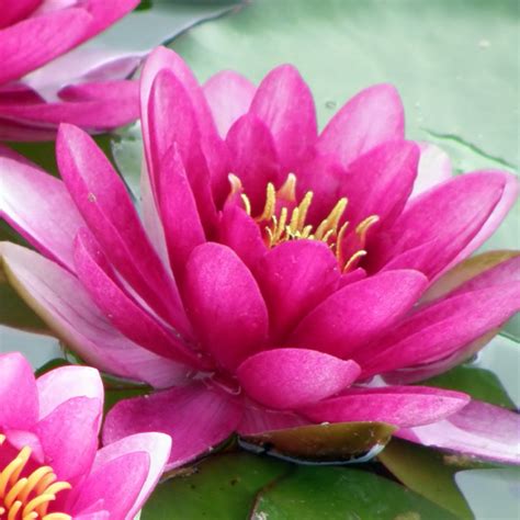 Water Lily Perrys Pink Garden Express