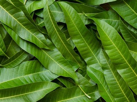 Find the perfect four leaves stock photos and editorial news pictures from getty images. 15 Best Benefits Of Mango Leaves For Skin, Hair & Health