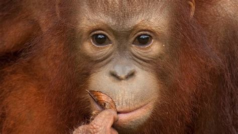 Orangutan Rescue National Geographic Channel Uk
