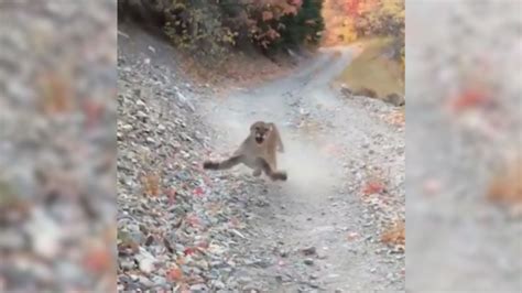 Cougar Stalks And Lunges At Utah Hiker Cnn