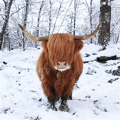 Highland Cattle In Snow Livestock Cattle