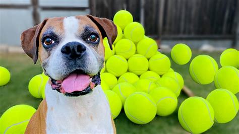 Can Dogs Play With Tennis Balls