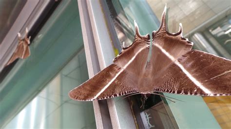 Upload, livestream, and create your. Creating Wonder - the Petrosains Blog: Rama-rama besar ...