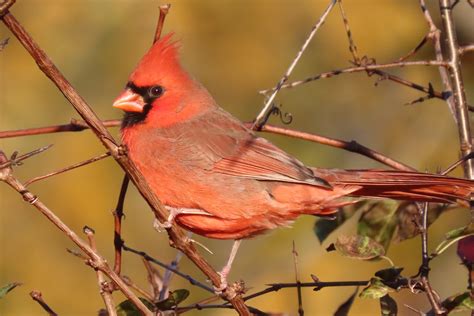 Northern Cardinal Birdfriendlylondon