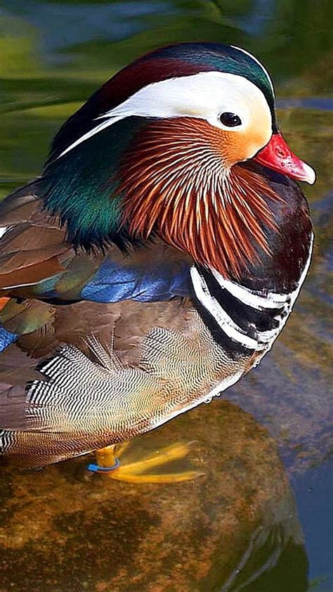 Mandarin Duck Bird Lake Background Hd Phone Wallpaper Pxfuel