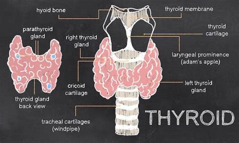 Pin On Thyroid Disease Symptoms