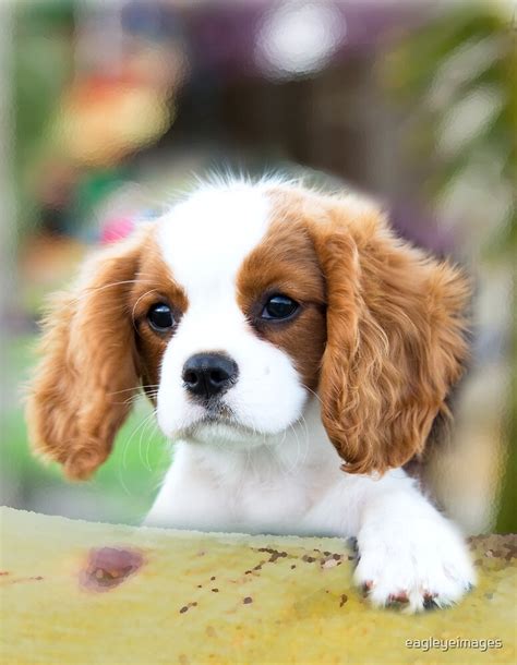 Cavalier King Charles Spaniel Puppy By Eagleyeimages Redbubble