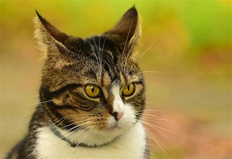 25 Interesting Facts About Cats You May Not Have Known Cole And Marmalade