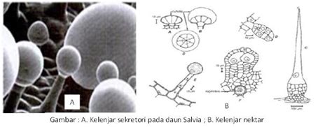 Vesikula sekretori sel hewan dan tumbuhan. nr: 4. Jaringan Sekretori