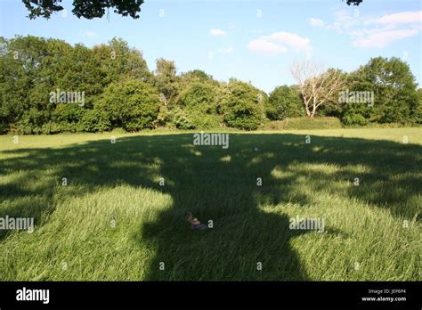 Oak Tree Casting A Shadow On A Summer Day Stock Photo Alamy