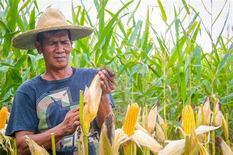 Bio-fertilizer use eyed to aid corn farmers | Inquirer Business