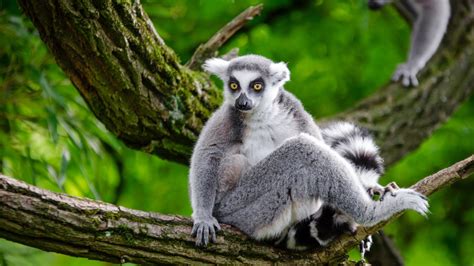 Lemur Wallpapers Images Photos Pictures Backgrounds