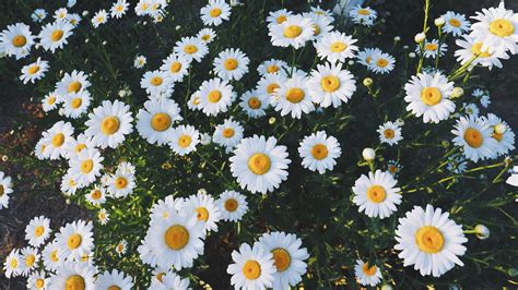 White And Yellow Daisy Flowers Daisies Glade Flowers Hd Wallpaper Wallpaper Flare