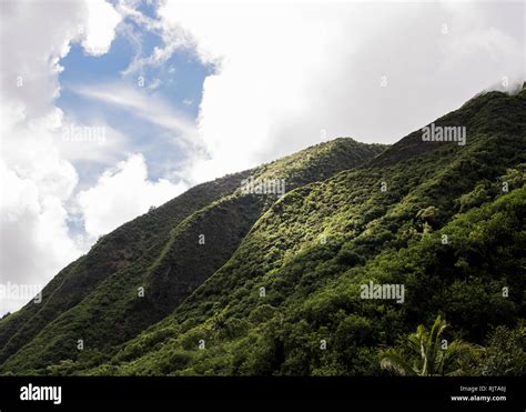 Lush Green Rainforest On Hillside Haleakala Maui Hawaii Stock Photo