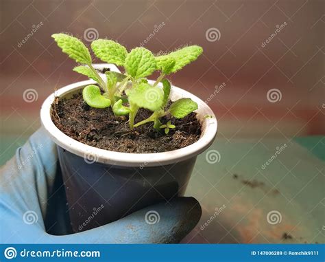 Seedlings Very Beautiful Sage Seedlings In A Pot In A Gloved Hand