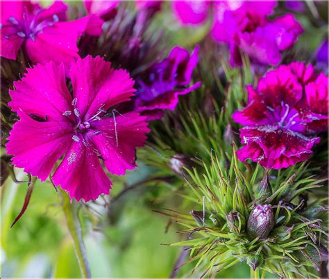 Angesichts der vielen verschiedenen bartypen und der verschiedenen arten, einen bart zu stylen und zu formen, kann die echte herausforderung manchmal darin bestehen, die richtigen bartschnitte und. Bartnelke (Dianthus barbatus) ... (2. Versuch) Foto & Bild ...