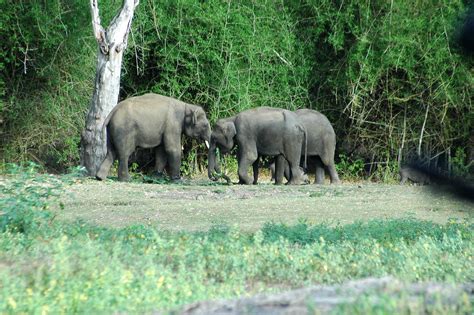 Bandipur National Park National Parks India Tour Travel And Tourism