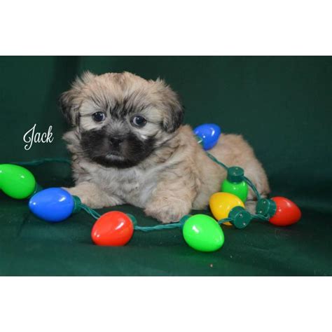 Stunning imperial shih tzus for sale. 3 Maltese Shih Tzu Puppies for Sale in Meadville ...