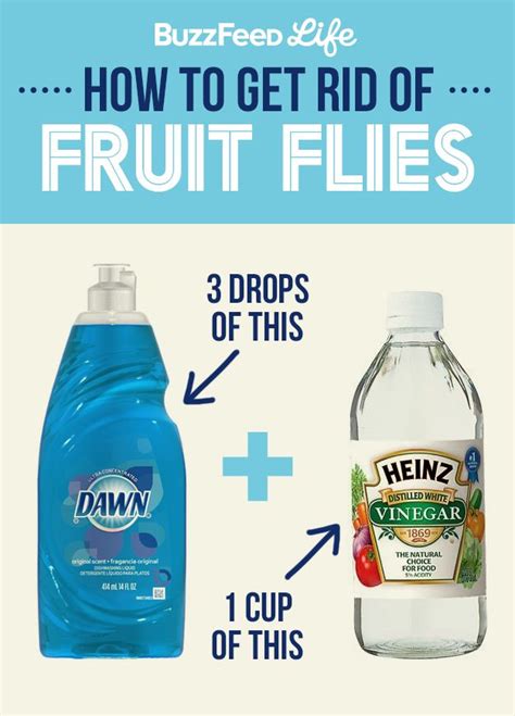 Our Trick For Getting Rid Of Fruit Flies Is Simple Put Three Drops Of