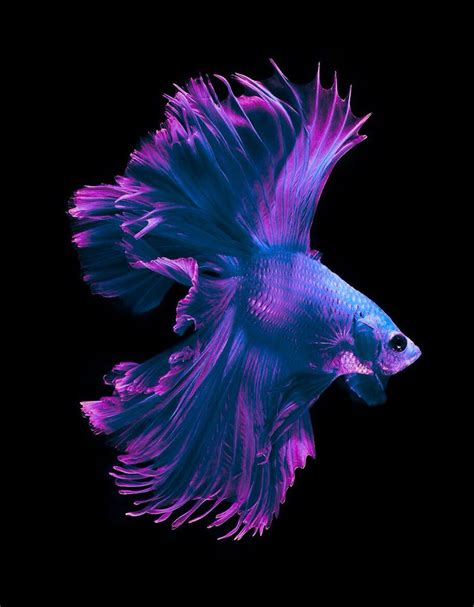 Blue Violet Betta Fish Pet Fish Betta Fish Betta
