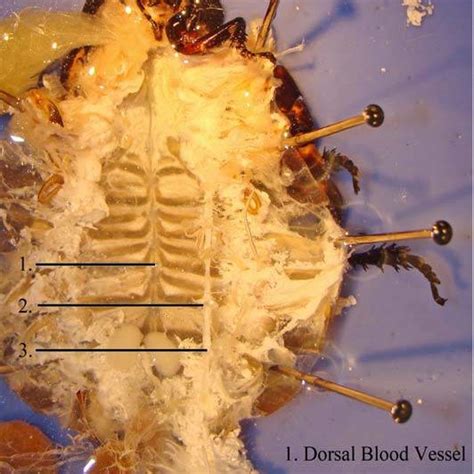 External Anatomy Of Male And Female Madagascar Hissing Cockroaches