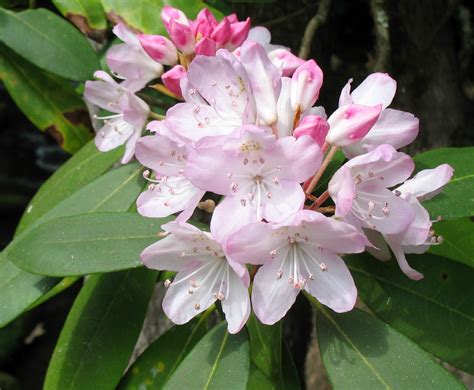 Using Georgia Native Plants Great Laurel Rhododendron Maximum