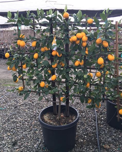 The Original Dwarf Citrus On Instagram Our Beautiful Meyer Lemon