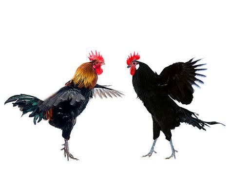 220 Two Fighting Roosters Stock Photos Pictures And Royalty Free Images