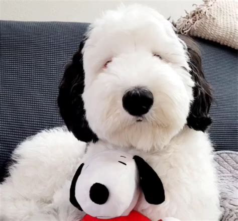 Dlisted Open Post Hosted By Bayley The Mini Sheepadoodle Who Looks