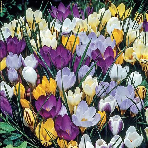 Brecks 100 Pack Species Crocus Multicolor Mixed Bulbs